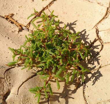 Image of Tetraena simplex (L.) Beier & Thulin