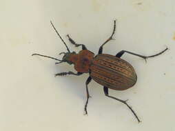 Image of Carabus (Eucarabus) ulrichii Germar 1824