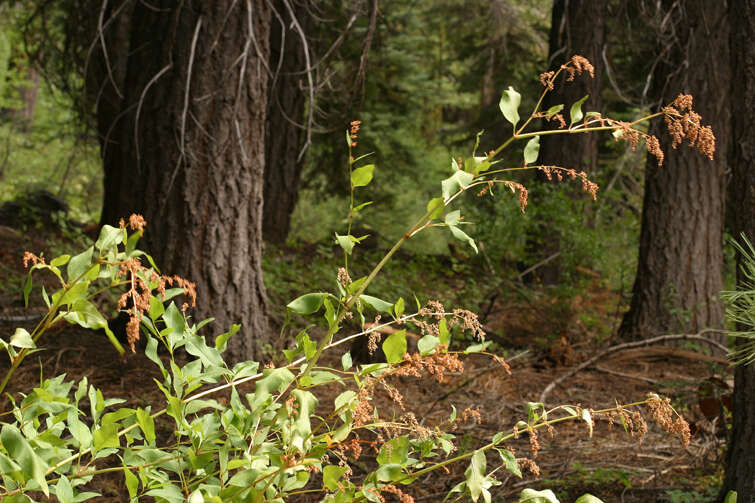 Image of Alpine Fleeceflower