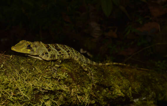 Image of First Anole