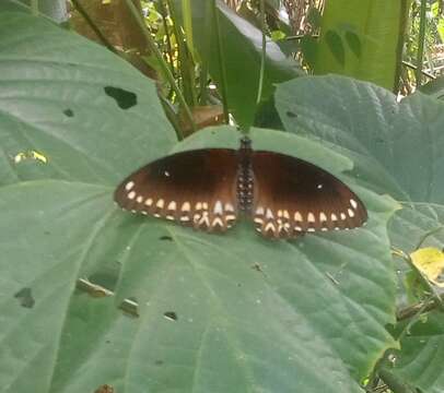 صورة Papilio dravidarum Wood-Mason 1880