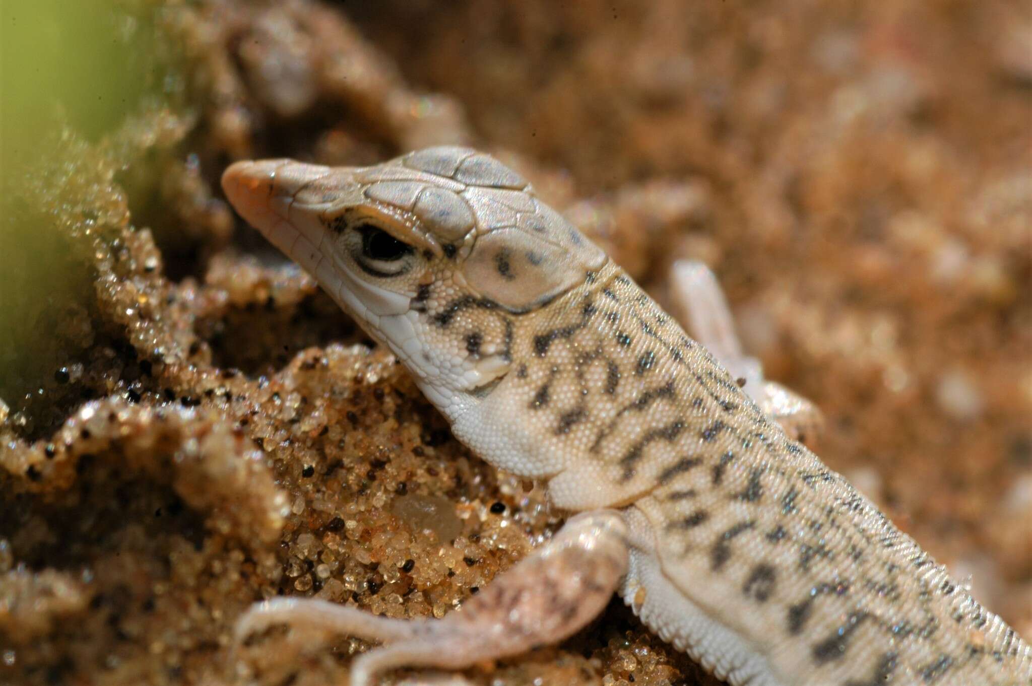 Image of Reticulate Sand Lizard