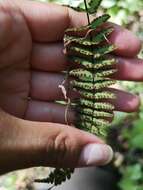 Image of blackstem spleenwort