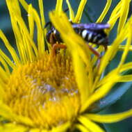 Image of Nomada flavopicta (Kirby 1802)