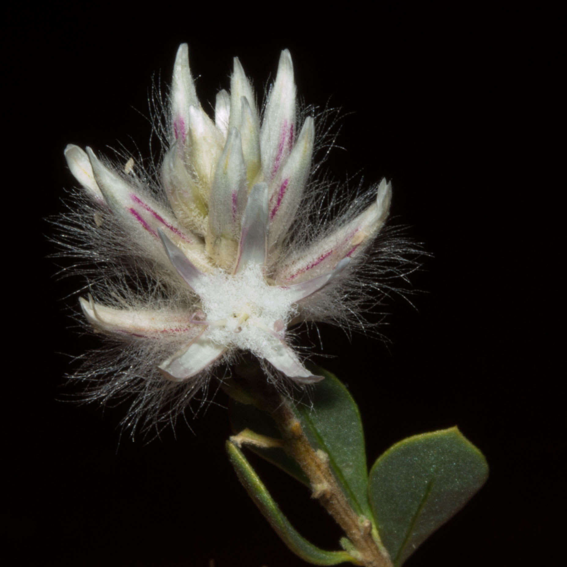 Image of Ptilotus polakii subsp. juxtus Lally