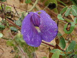 Image of Centrosema brasilianum (L.) Benth.