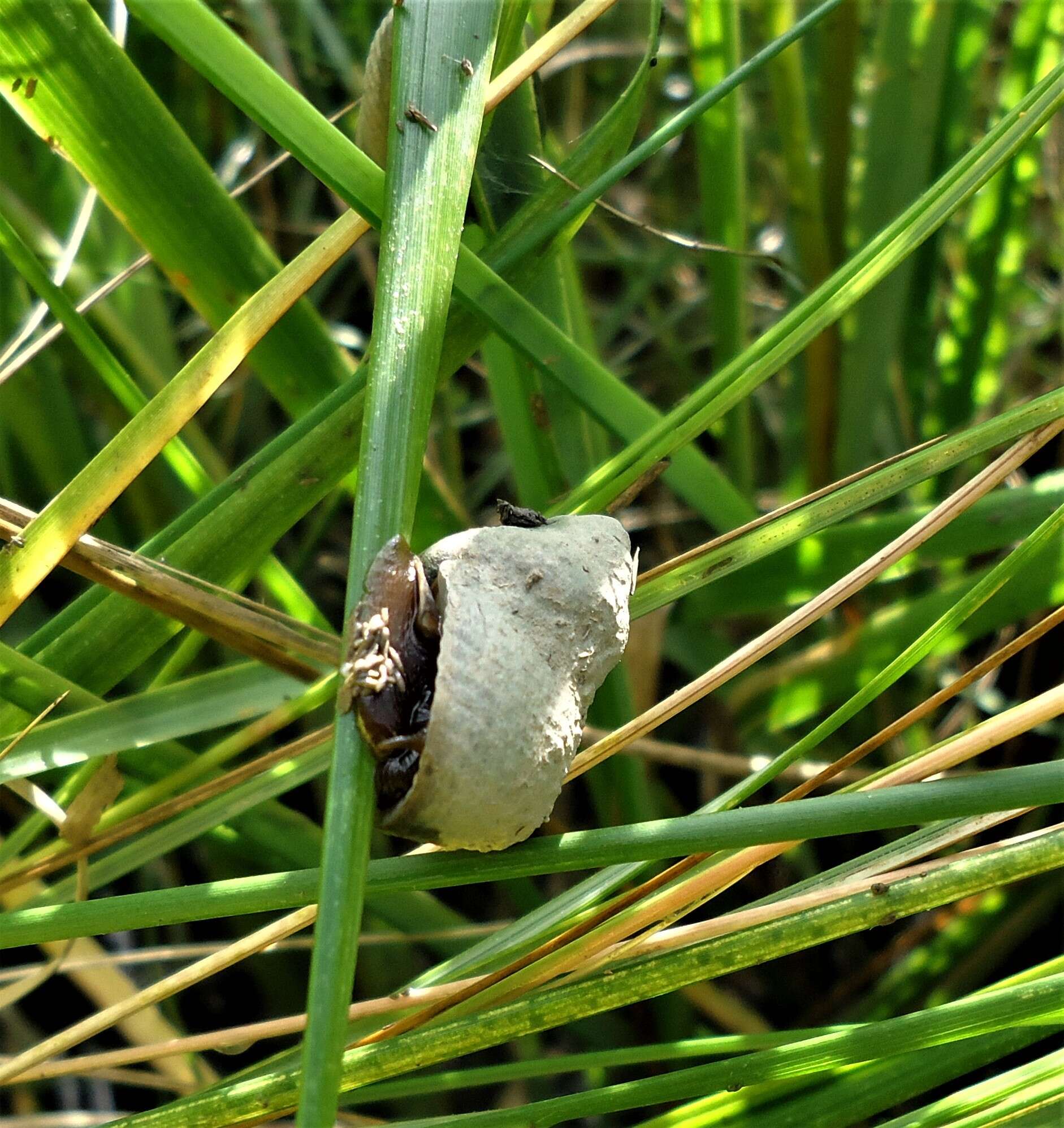 Image of Littoraria irrorata (Say 1822)