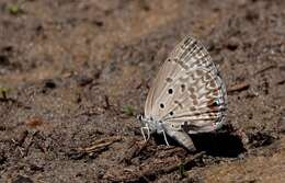 Sivun Lepidochrysops glauca (Trimen 1887) kuva