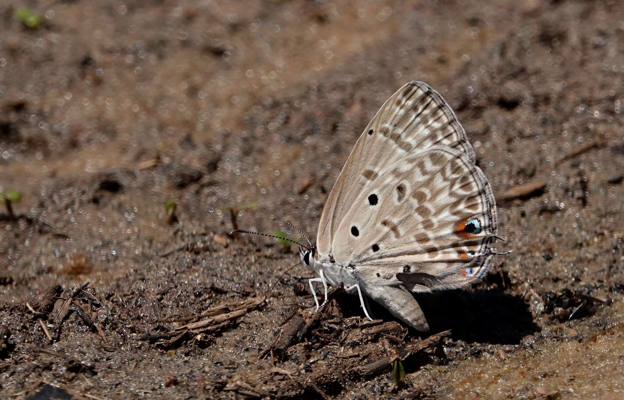 Sivun Lepidochrysops glauca (Trimen 1887) kuva