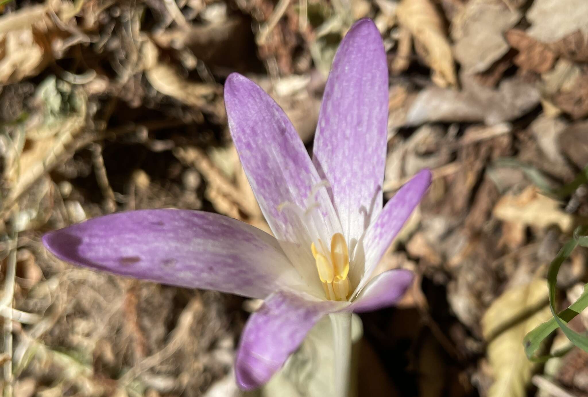 Image of Colchicum lusitanum Brot.