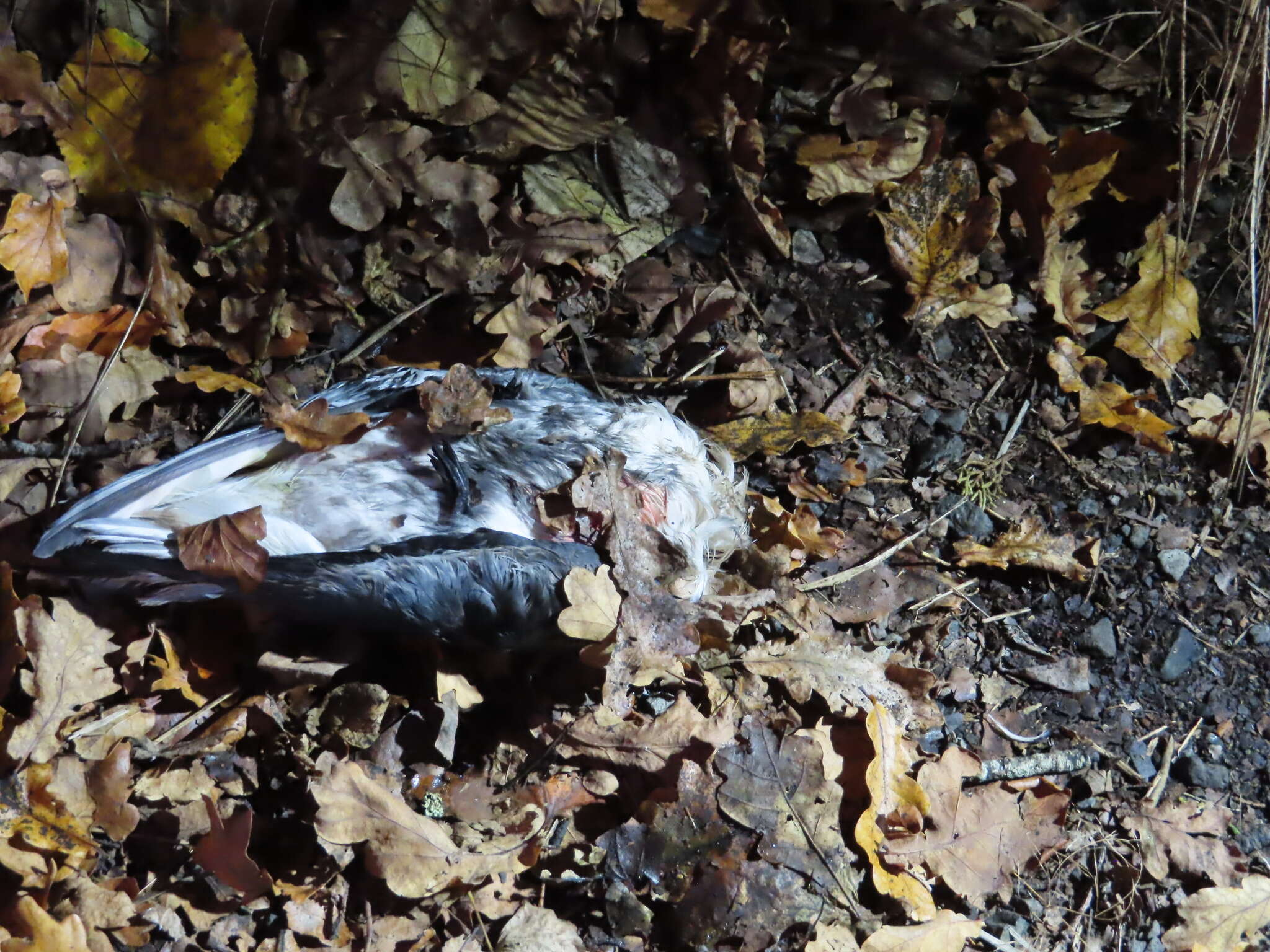 Image of Mottled Petrel