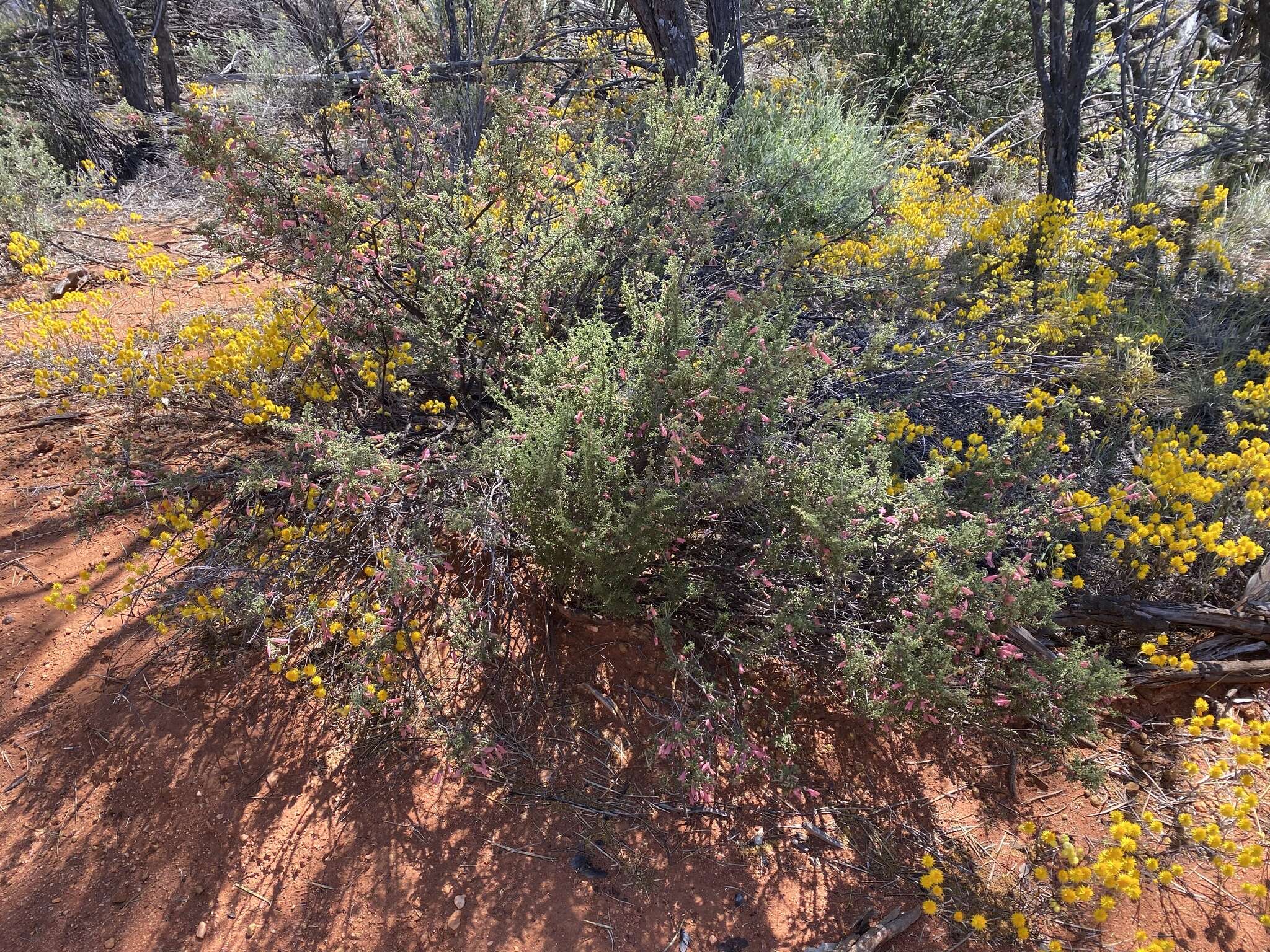 Image of Prostanthera grylloana F. Muell.