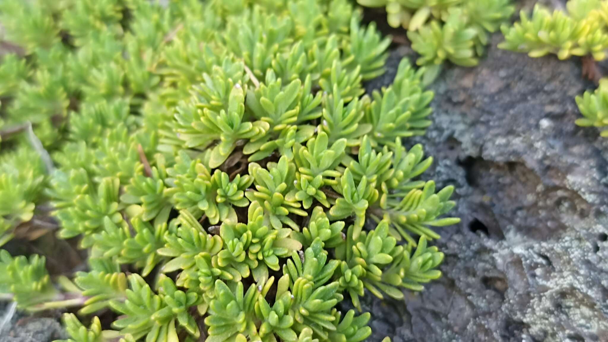 Thymus caespititius Brot. resmi