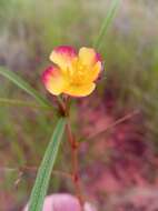 Image of Cheirolaena linearis Benth.