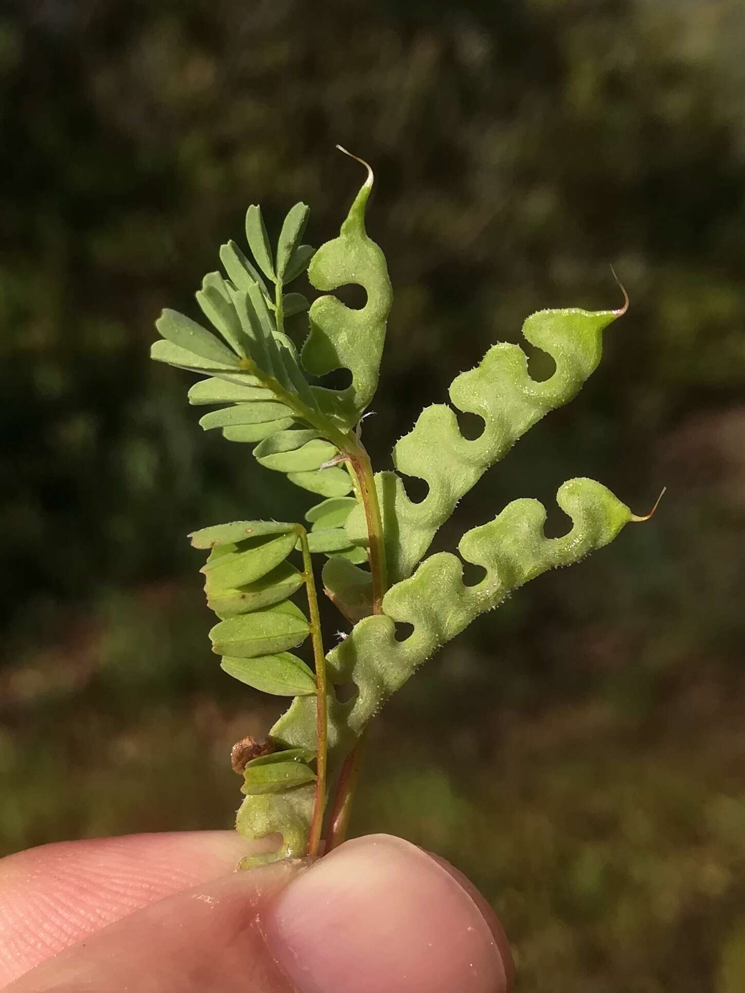 Image of Hippocrepis biflora Spreng.