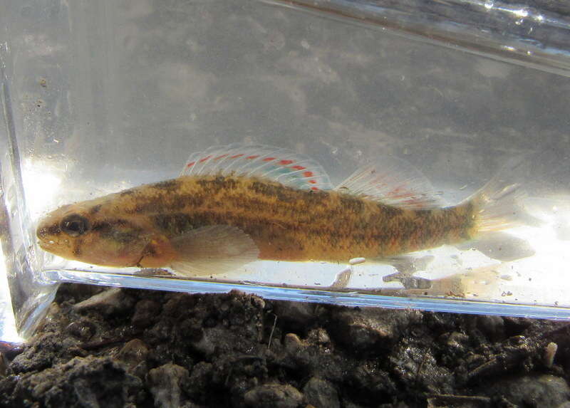 Image of Mud Darter