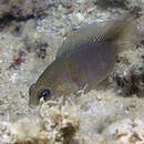 Image of Bluespotted dottyback