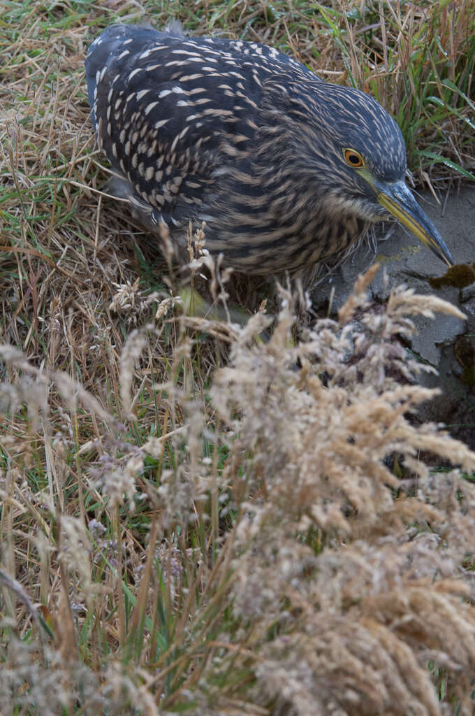 Image of black-crowned night-heron