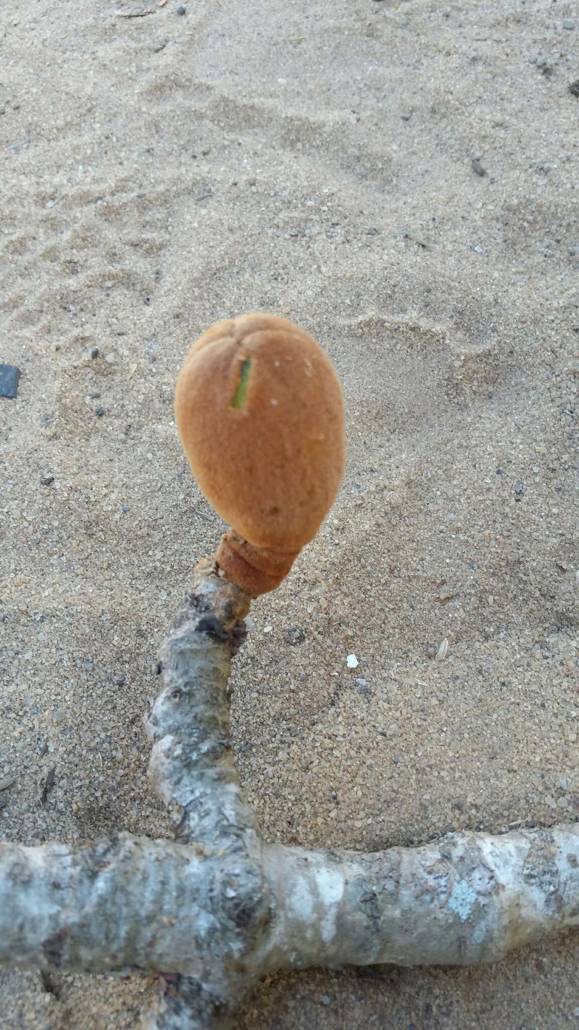 Image of Grandidier’s baobab