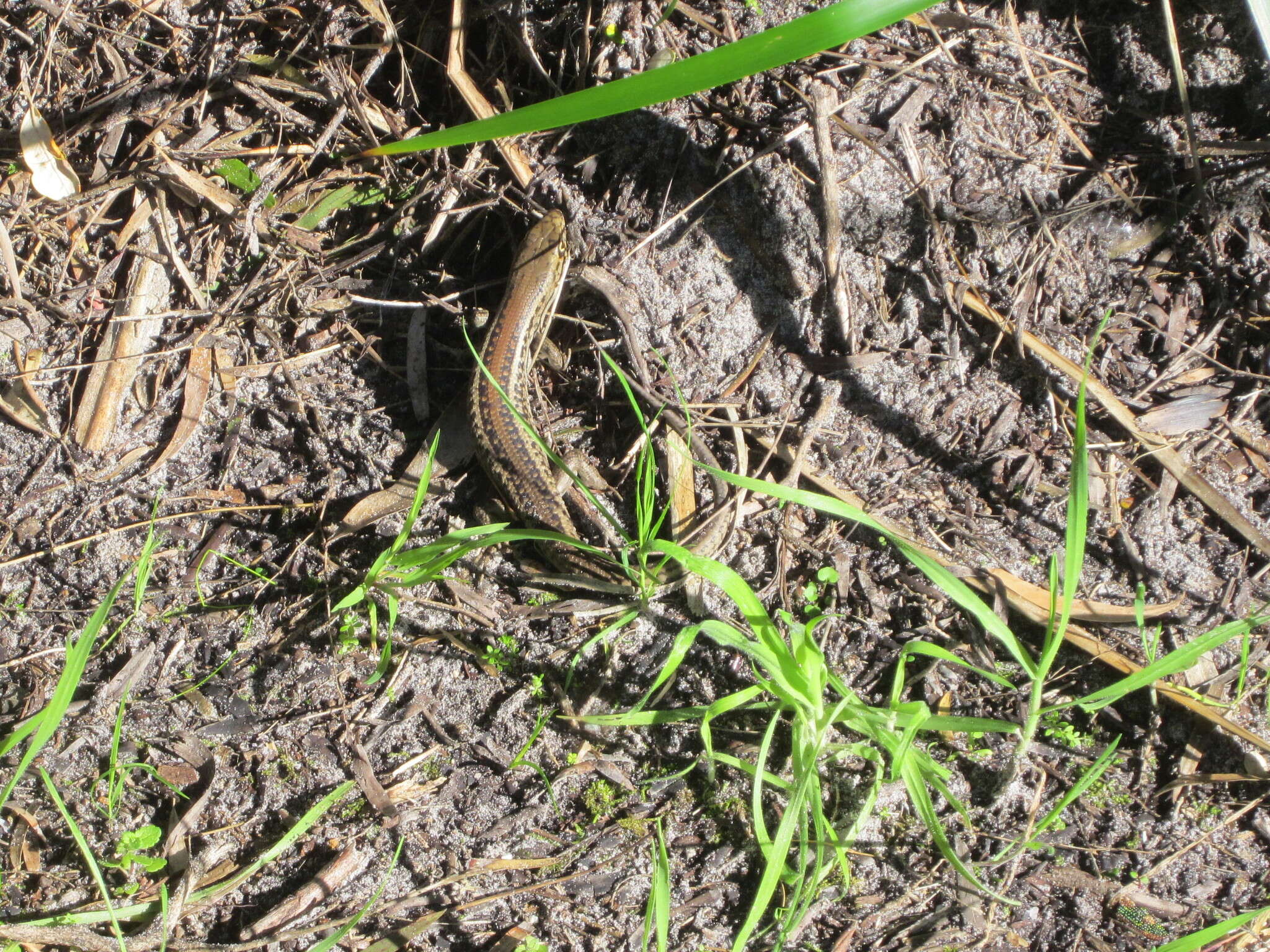 Image of South-western Rock-skink