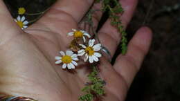 Image of Lidbeckia pinnata J. C. Manning & Helme