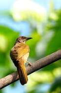 Image of Olive-winged Bulbul