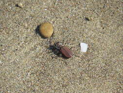 Image of Cicindela (Calomera) concolor Dejean 1822