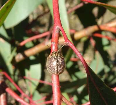 صورة <i>Paropsisterna decolorata</i>