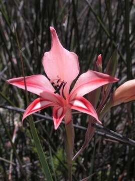 Image of Gladiolus dolichosiphon Goldblatt & J. C. Manning