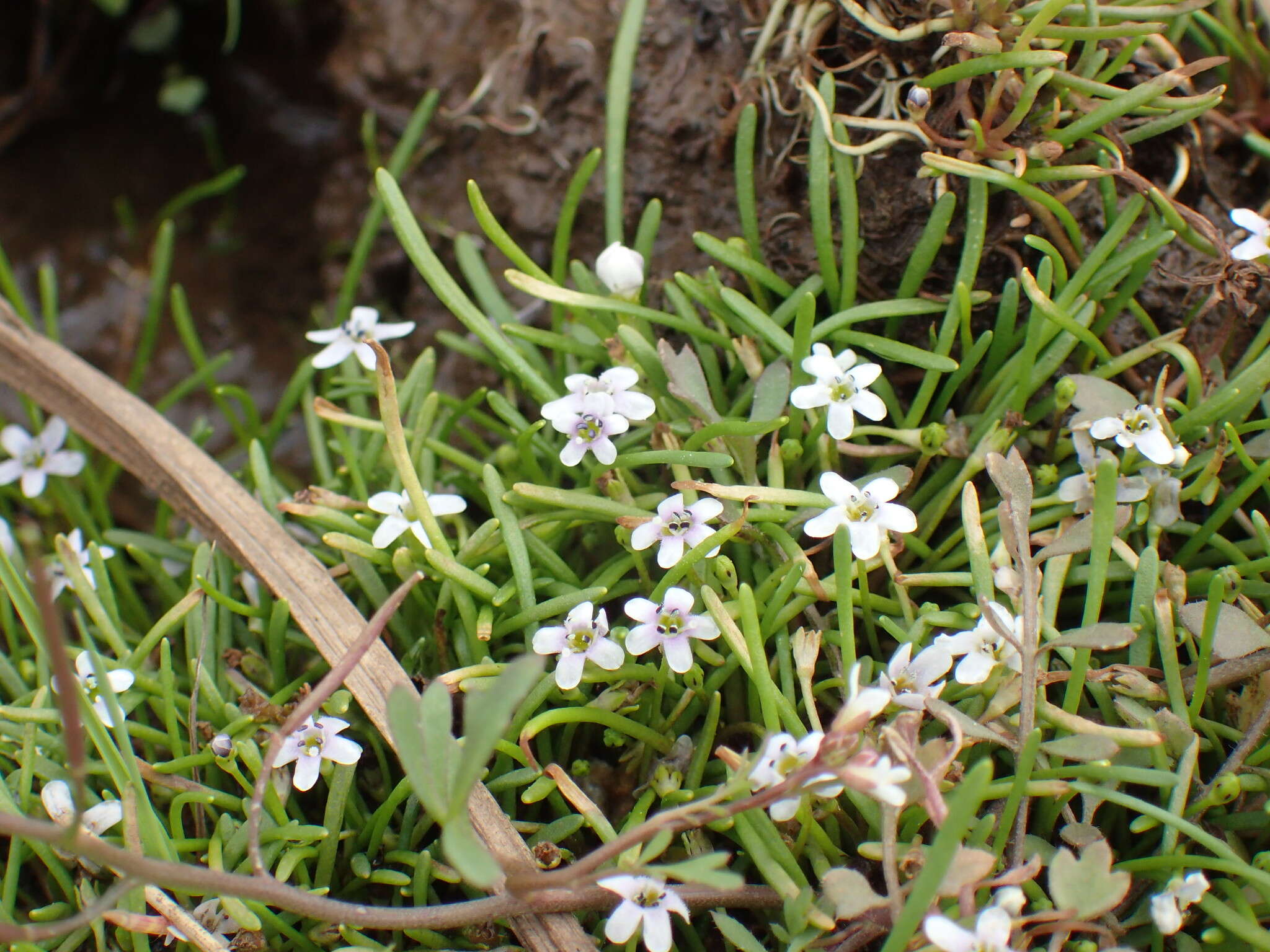 صورة Limosella longiflora Kuntze