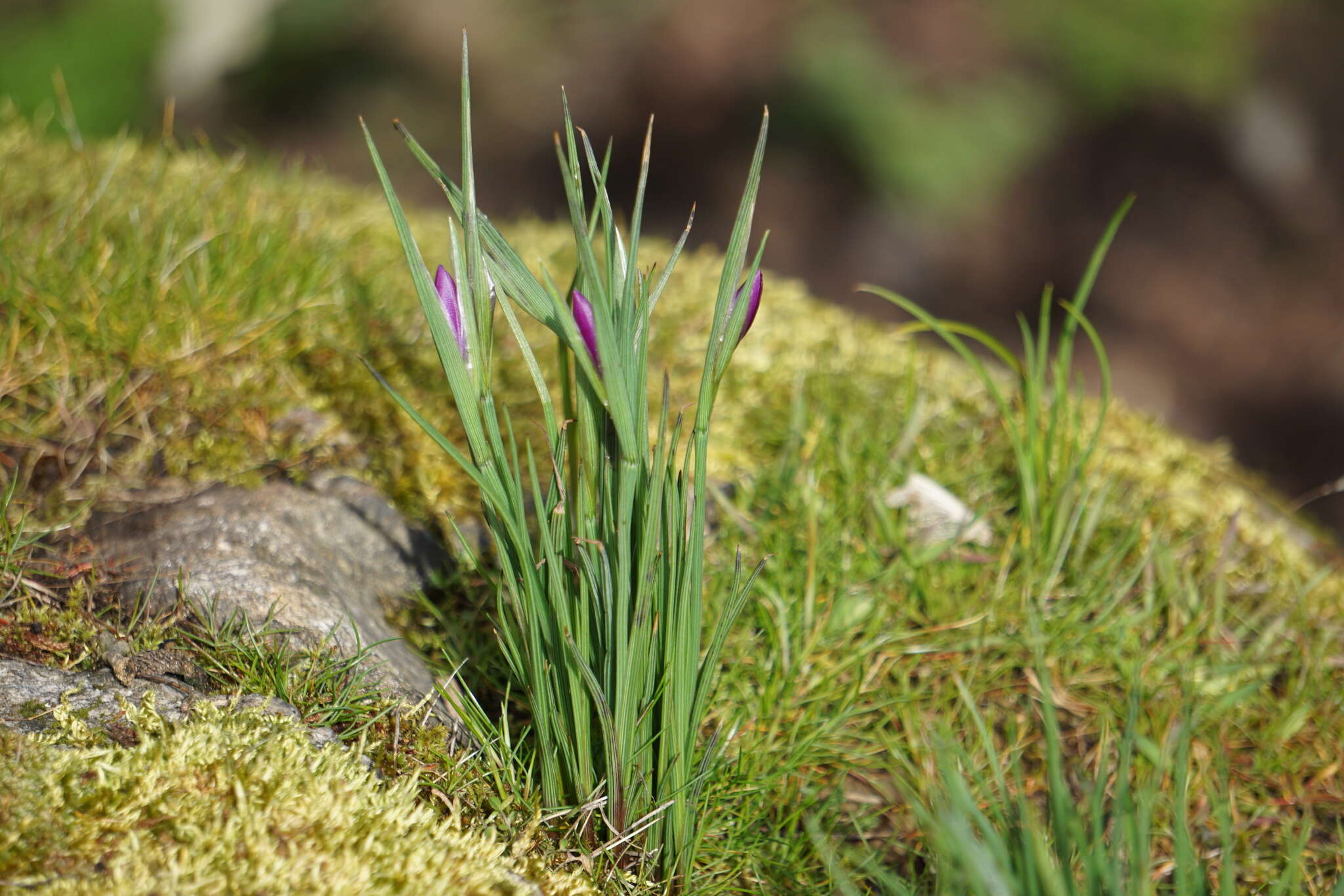 Image of Douglas' grasswidow