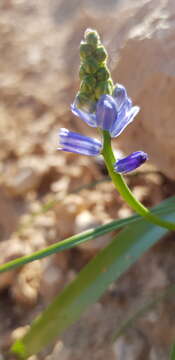 Image of Hyacinthella