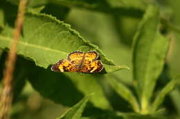 Image of Silvery Checkerspot