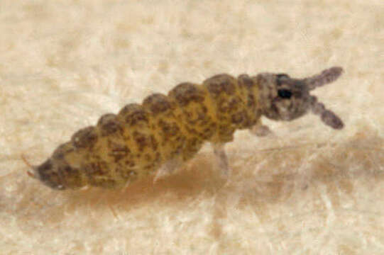 Image of Ceratophysella pratorum (Packard & AS 1873)