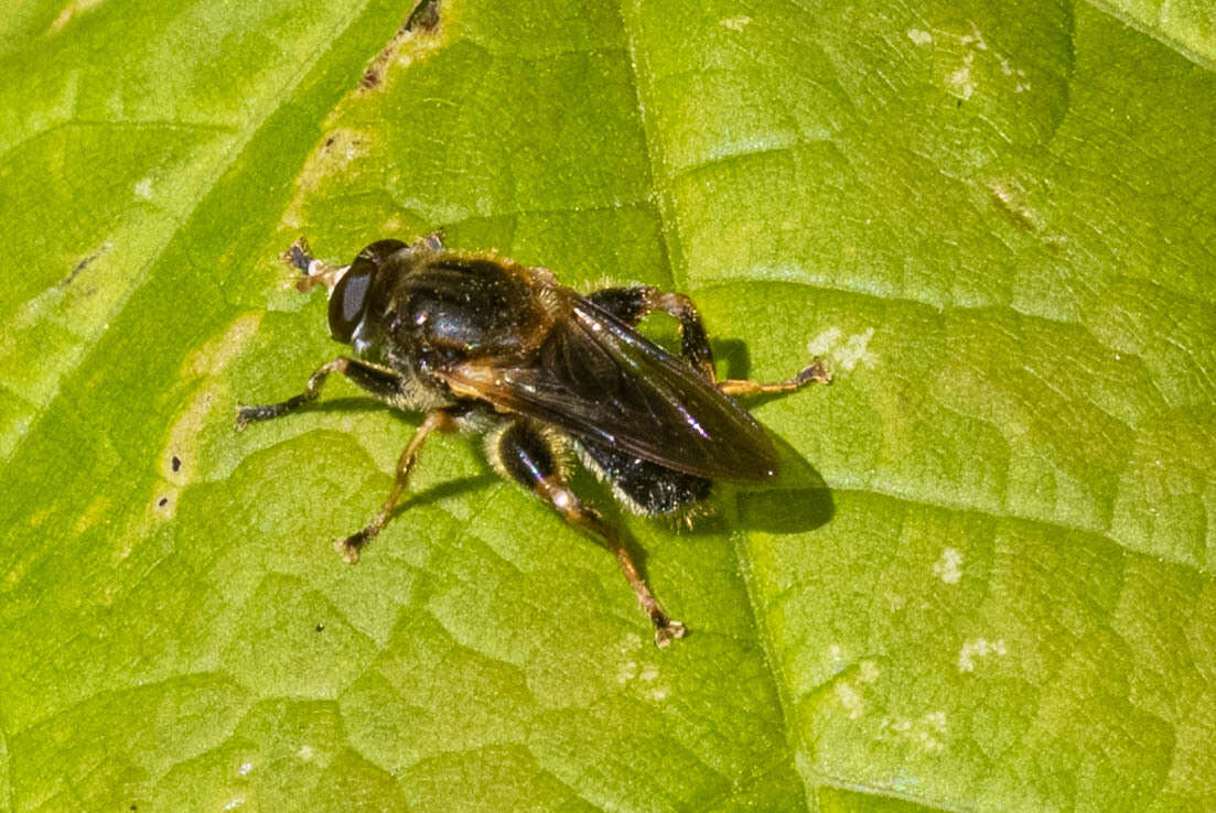 Image of Teuchocnemis lituratus (Loew 1863)