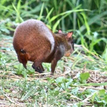 Image of Roatan Island Agouti