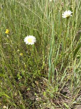 Image of Taraxacum leucanthum (Ledeb.) Ledeb.