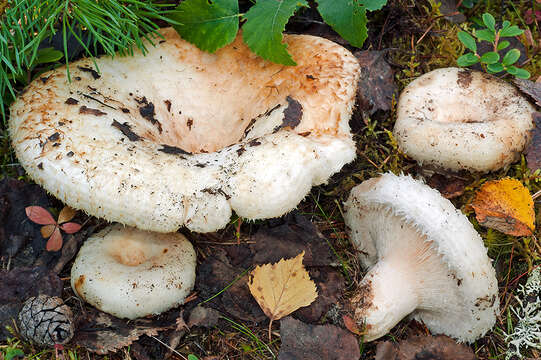 Image of Lactarius aquizonatus Kytöv. 1984