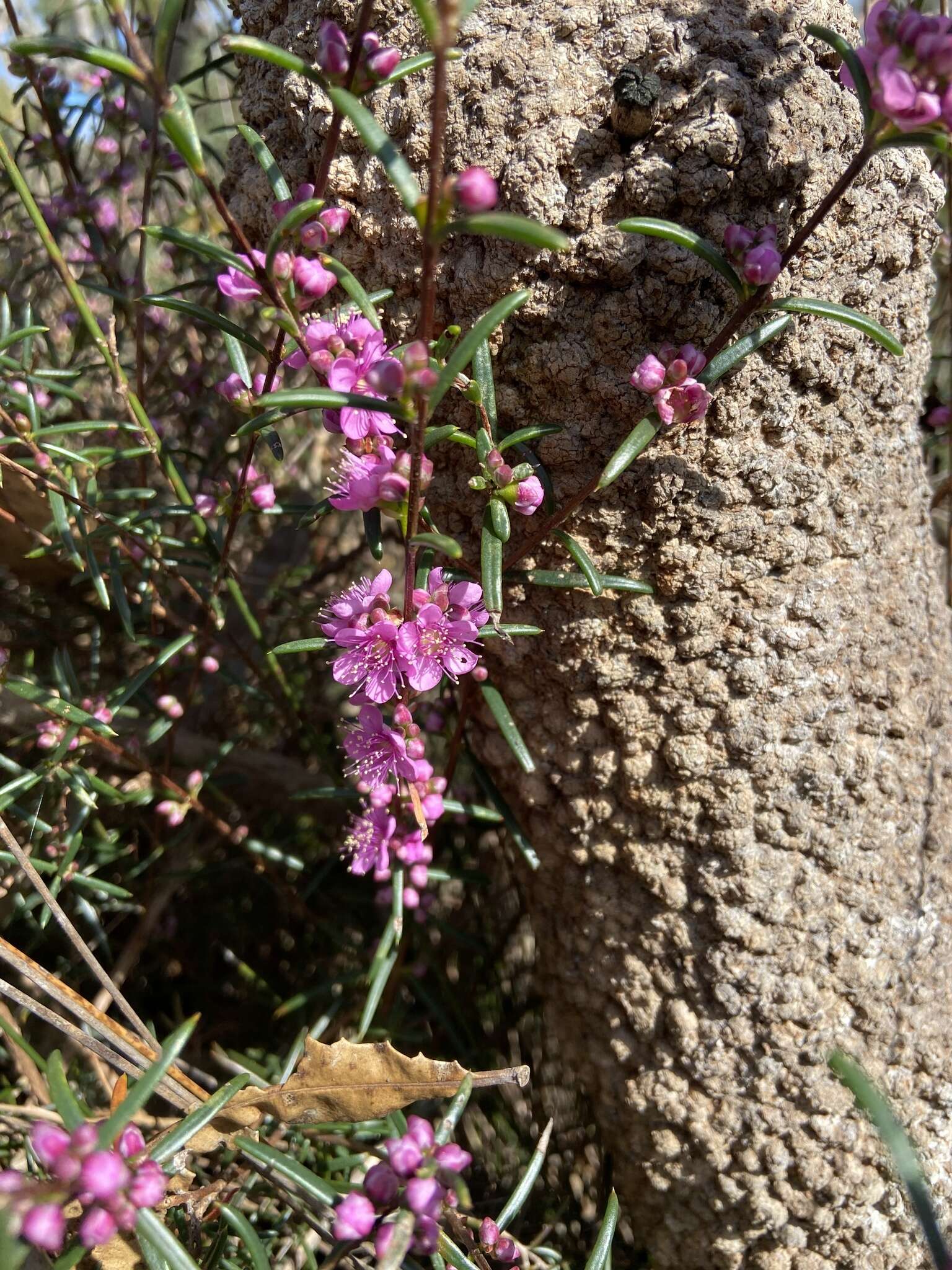 Sivun Hypocalymma robustum (Endl.) Lindl. kuva