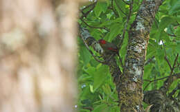 Image of Crimson-winged Liocichla