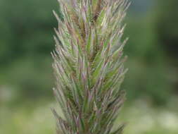 Phleum hirsutum Honck.的圖片