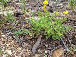 Слика од Cymopterus hallii (A. Gray) B. L. Turner