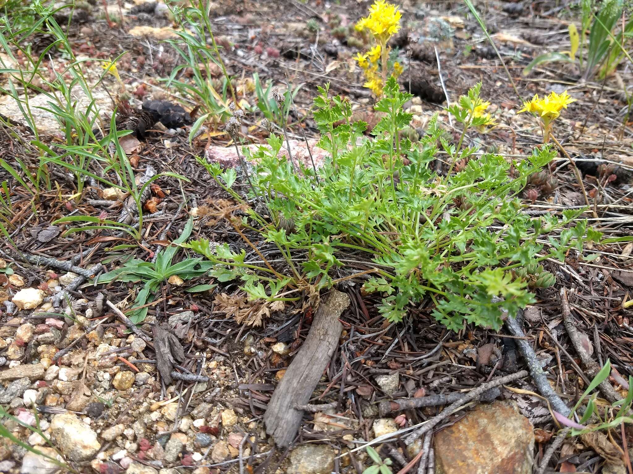 Слика од Cymopterus hallii (A. Gray) B. L. Turner