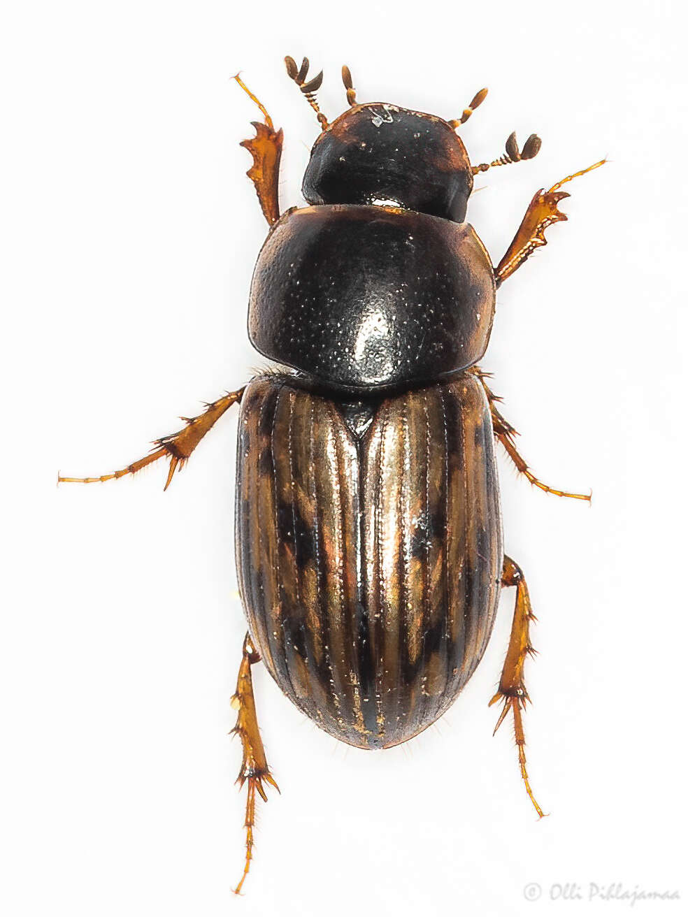 Image of Horse Dung Beetle