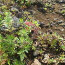 Image of Castilleja bryantii var. socorrensis (Moran) J. M. Egger