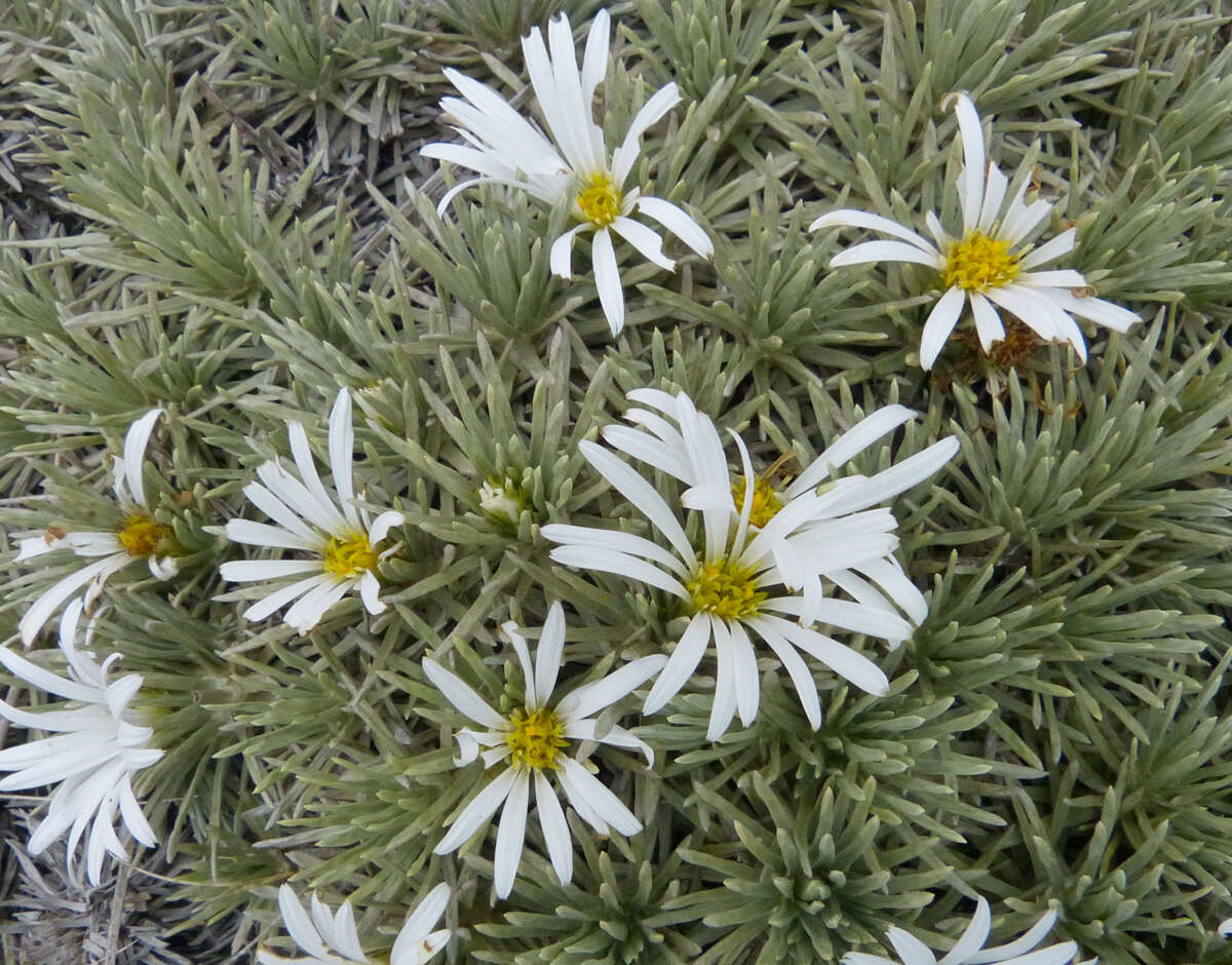 Image of Celmisia sessiliflora Hook. fil.