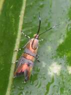 Image of Slosson's Metalmark Moth