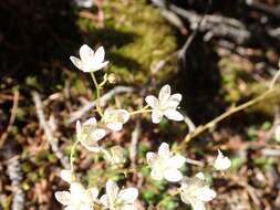 Image of Matted Saxifrage