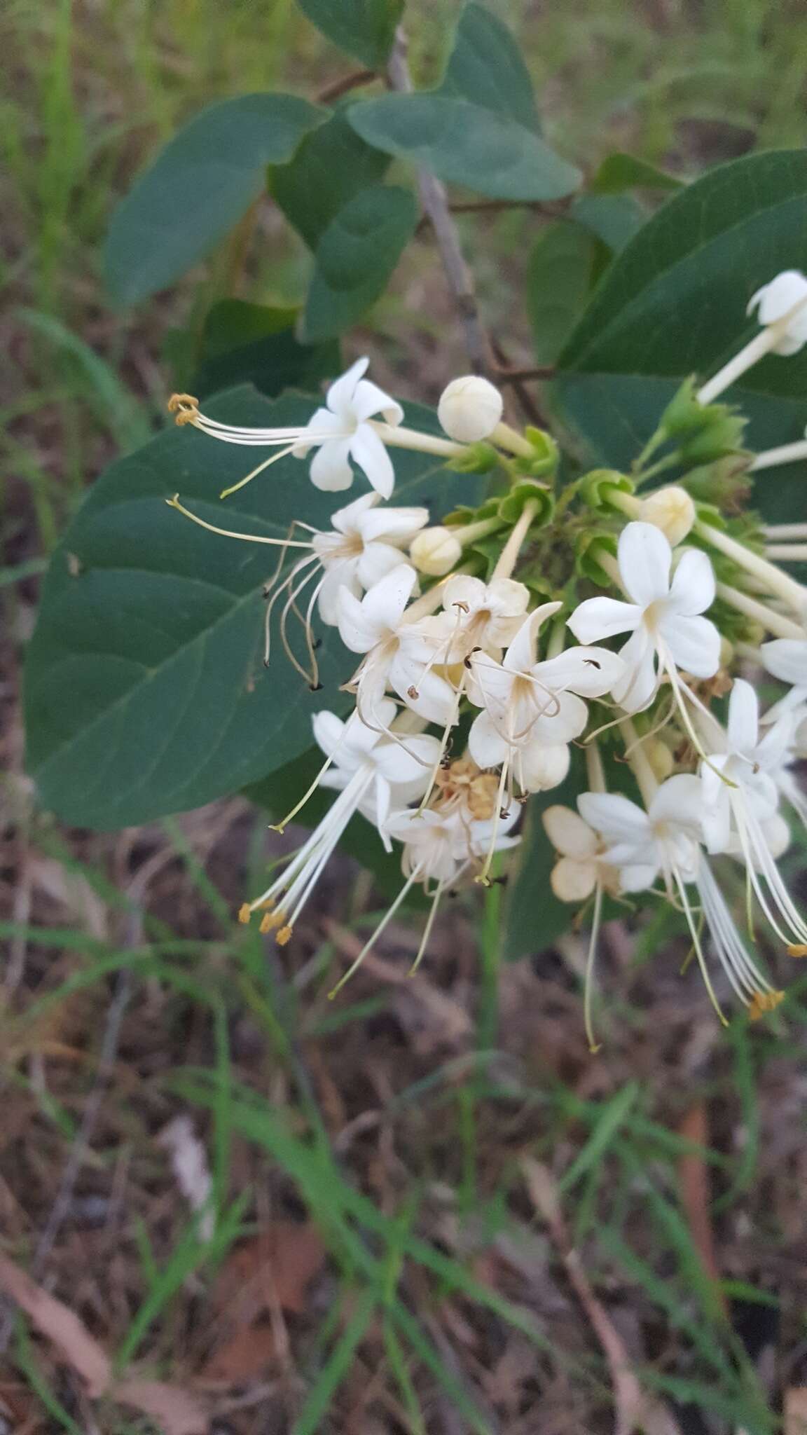 Image of Clerodendrum tomentosum (Vent.) R. Br.