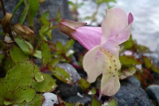 Image of Erythranthe naiandina (J. M. Watson & C. Bohlen) G. L. Nesom